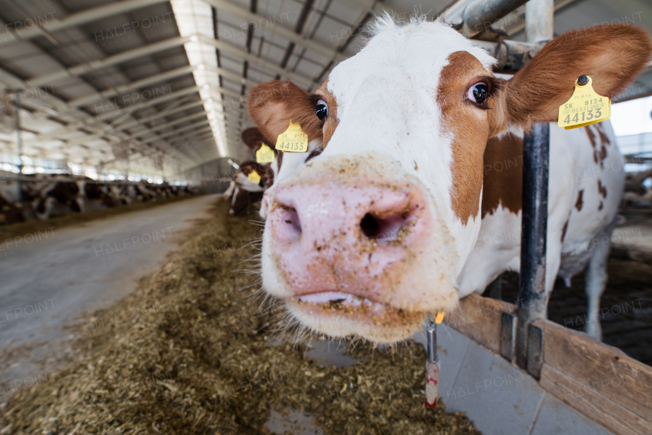 Cows on a diary farm, an agriculture industry.