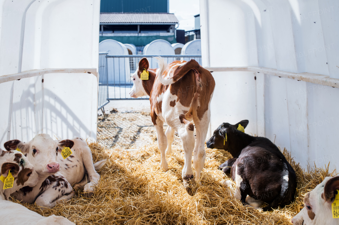 Calves cows on a diary farm, an agriculture industry.