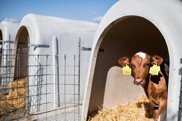 Cows on a diary farm, an agriculture industry.