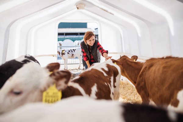 Front view of woman worker or manager stroking calves on diary farm, agriculture industry.