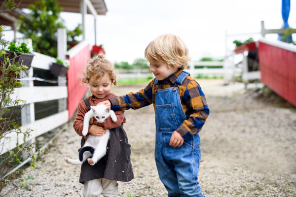 Portrait of cute small girl and boy standing on farm, holding cat.