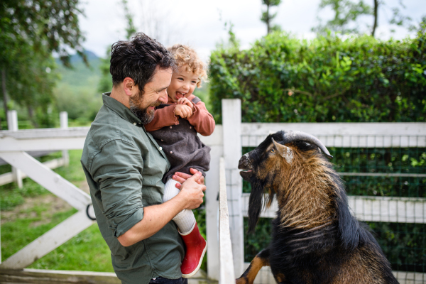 Portrait of father with happy small daughter standing on farm, looking at goat.