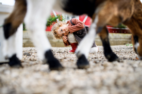 Front view portrait of cute small girl standing on farm, looking at camera.