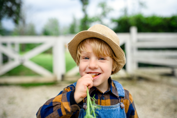 Portrait of small boy eating carrot on farm, growing organic vegetables concept.