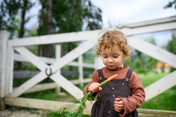 Portrait of small girl eating carrot on farm, growing organic vegetables concept.