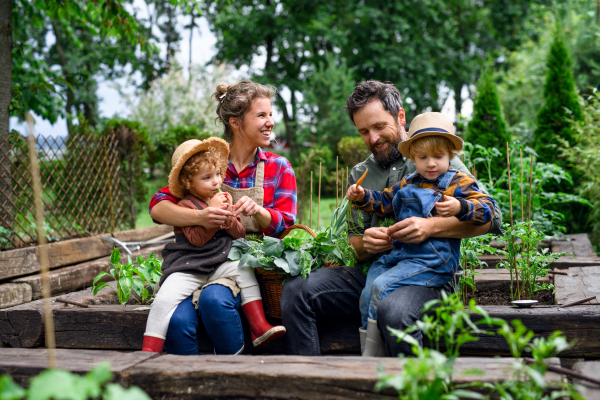 Happy family with small children gardening on farm, growing organic vegetables.