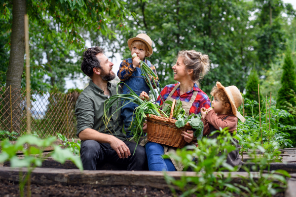 Happy family with small children gardening on farm, growing organic vegetables.