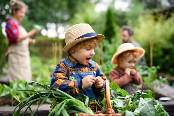 Happy family with small children gardening on farm, growing organic vegetables.