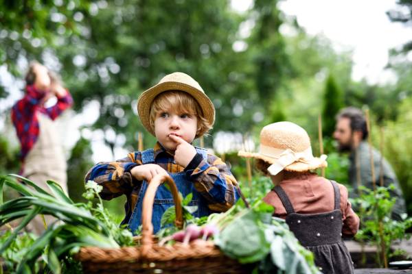 Happy family with small children gardening on farm, growing organic vegetables.