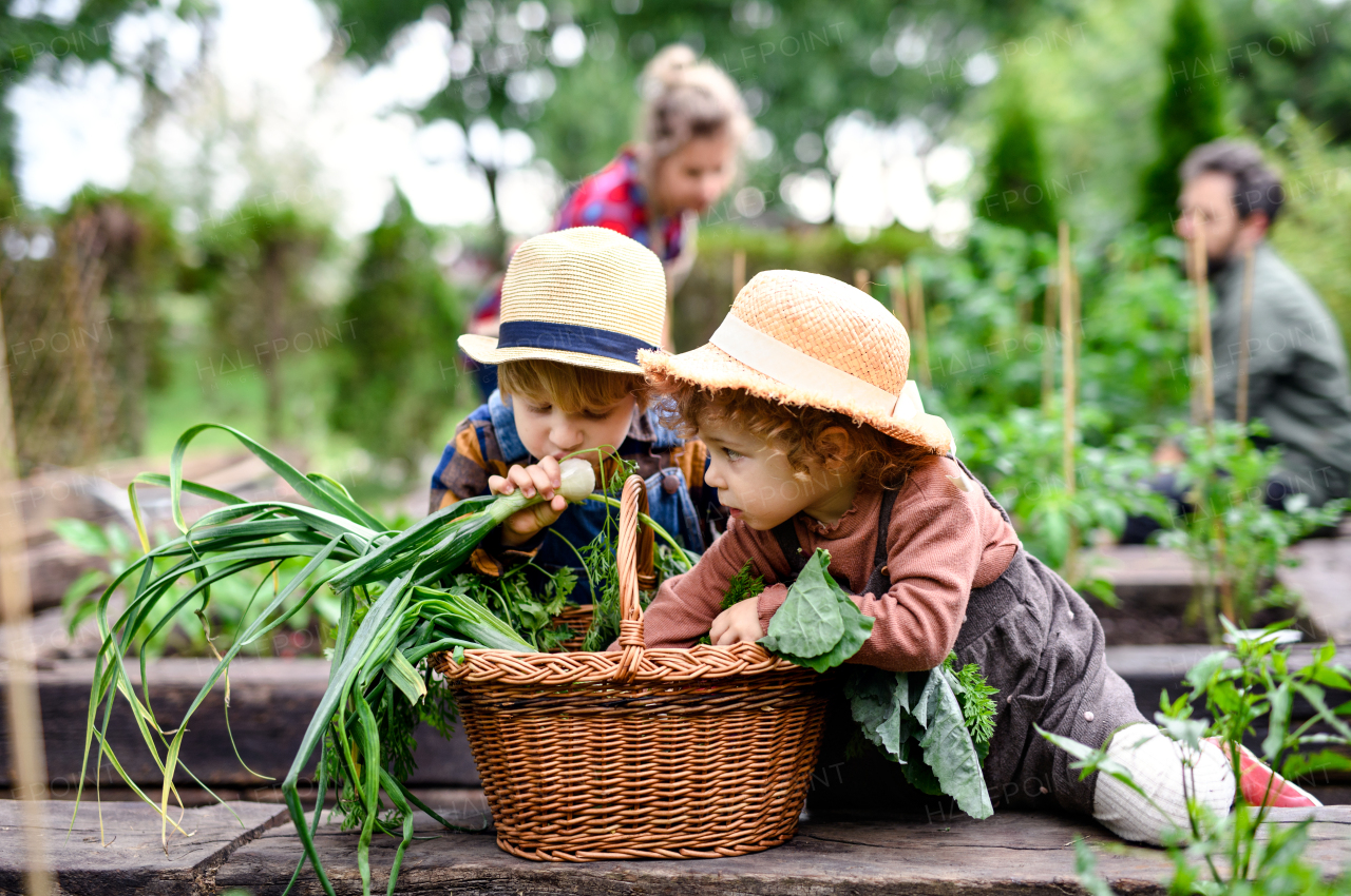 Happy family with small children gardening on farm, growing organic vegetables.