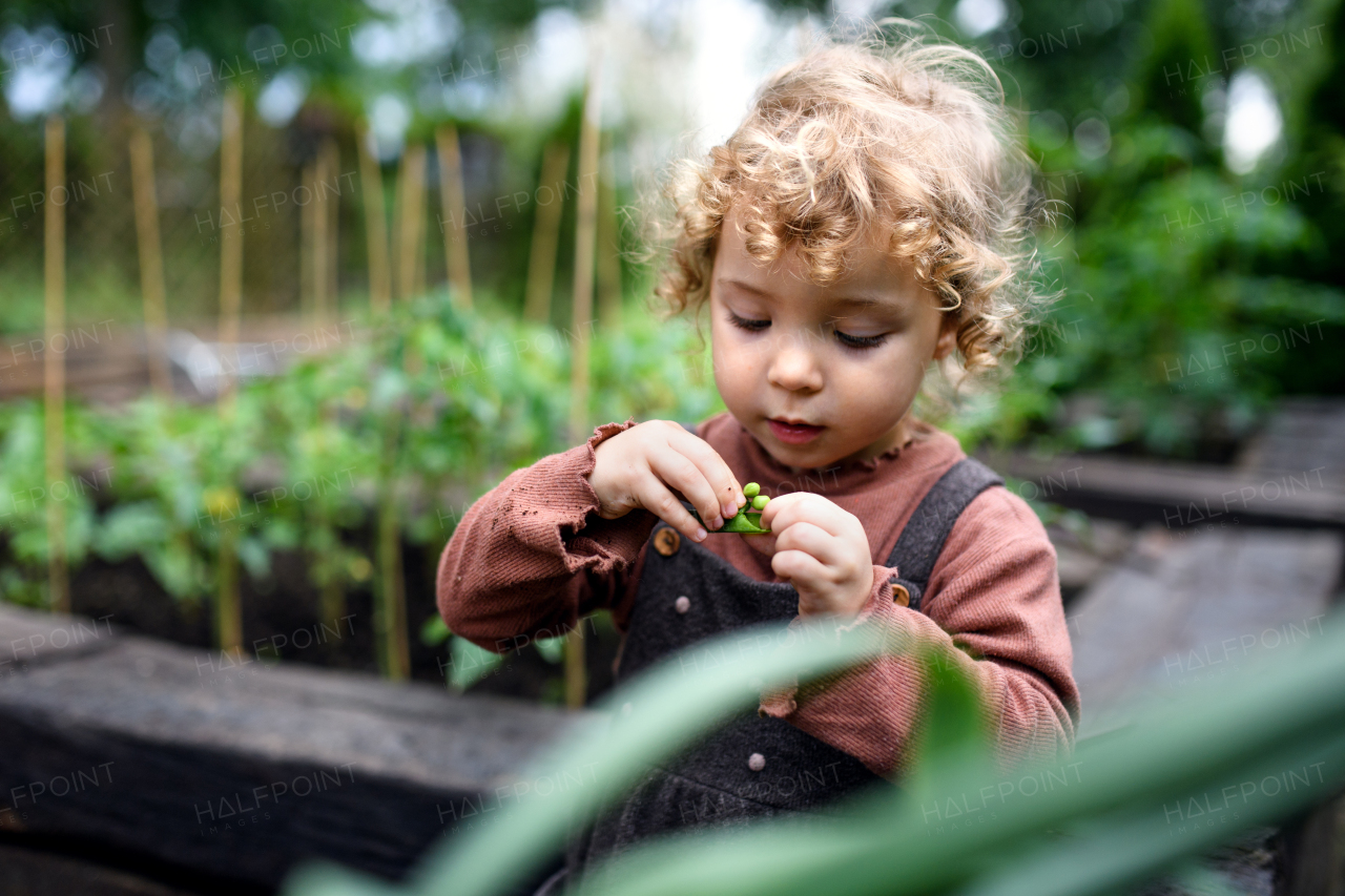 Portrait of small girl eating peas on farm, growing organic vegetables concept.