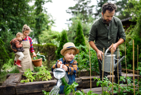 Happy family with small children gardening on farm, growing organic vegetables.