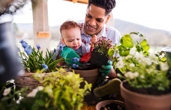 Hispanic father and small toddler son indoors at home, planting flowers.