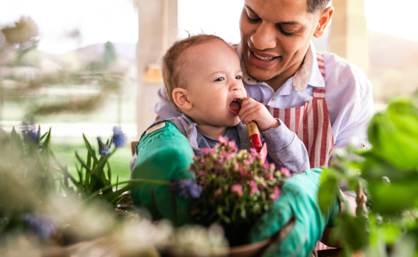 Hispanic father and small toddler son indoors at home, planting flowers.