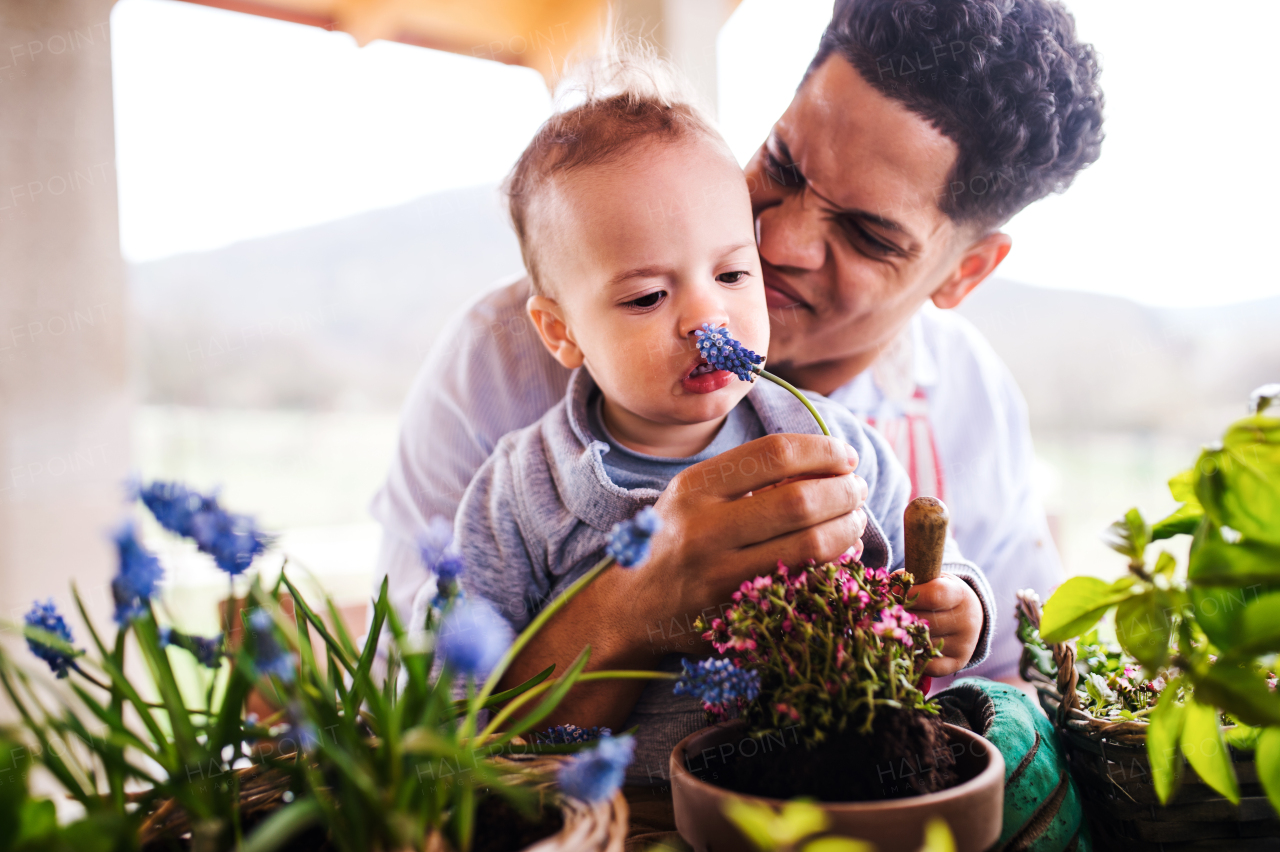 Hispanic father and small toddler son indoors at home, planting flowers.