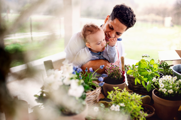 Hispanic father and small toddler son indoors at home, watering flowers.