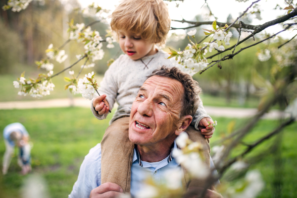 Senior grandfather with toddler grandson standing in nature in spring, giving piggyback ride.