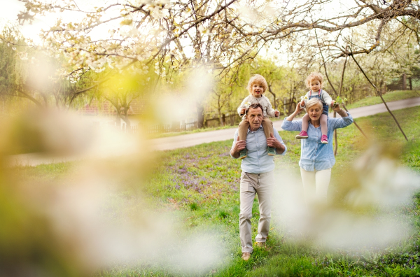 Senior grandparents with toddler grandchildren walking in nature in spring, holding hands.