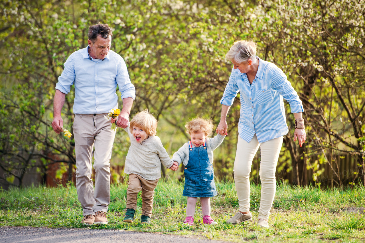 Senior grandparents with toddler grandchildren walking in nature in spring, holding hands.