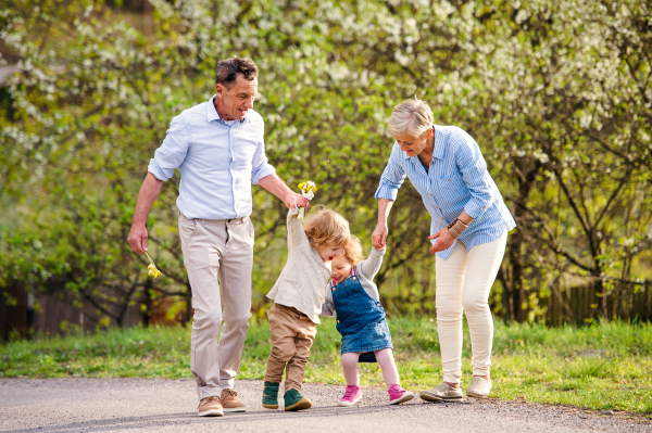 Senior grandparents with toddler grandchildren walking in nature in spring, holding hands.