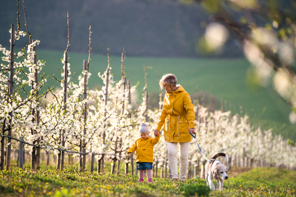 Front view of senior grandmother with granddaughter with a dog walking in orchard in spring.