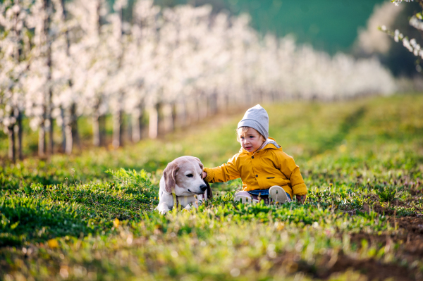 A small toddler girl with a dog in orchard in spring, playing.