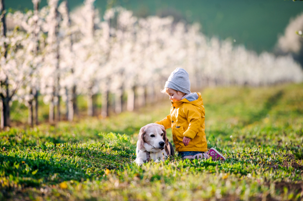 A small toddler girl with a dog in orchard in spring, playing.