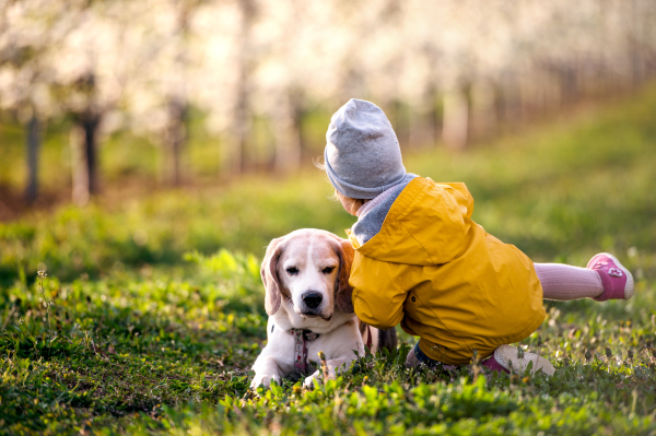 Rear view of small toddler girl with a dog in orchard in spring, playing.