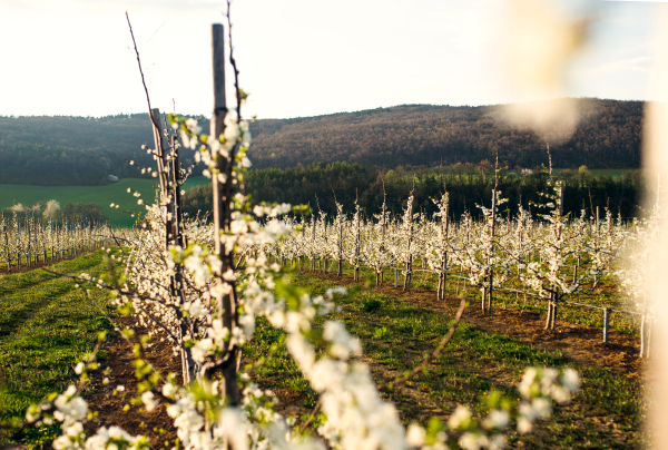 A row of trees in bloom in orchard in spring. Copy space.