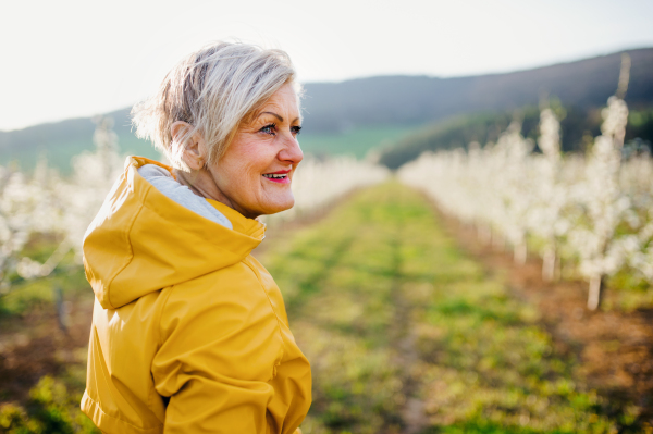 A rear view of senior woman walking in orchard in spring, looking back. Copy space.