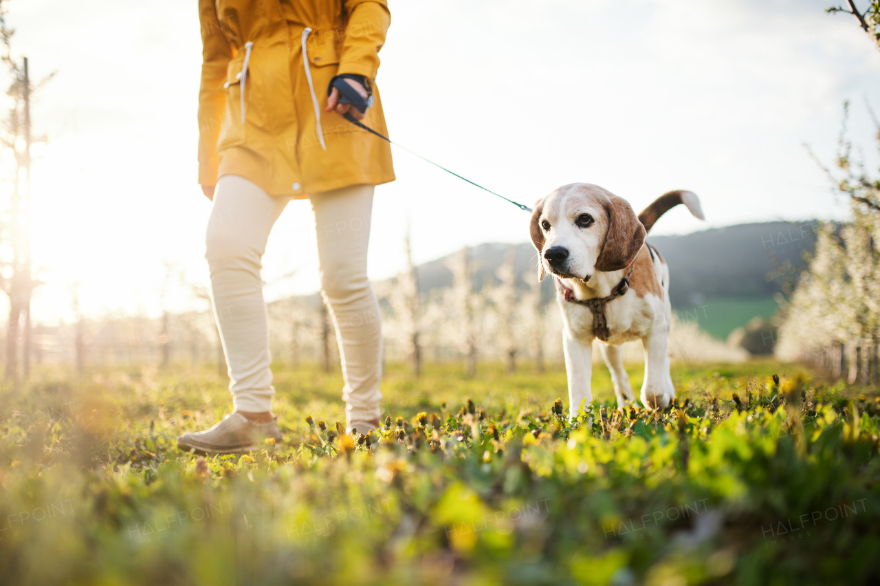 Midsection of senior woman with a pet dog on a walk in spring orchard nature.