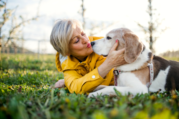 A front view of senior woman lying on grass in spring, kissing pet dog.