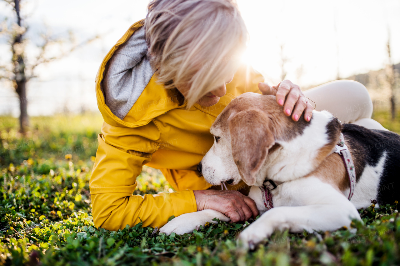 A front view of senior woman lying on grass in spring, petting pet dog.