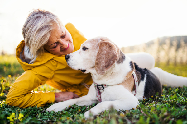 A front view of senior woman lying on grass in spring, petting pet dog.