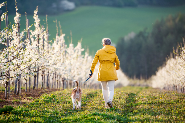 A rear view of senior woman with a pet dog on a walk in spring orchard nature.