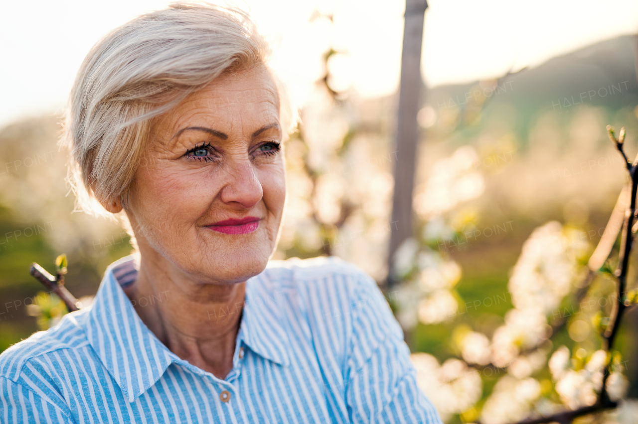 Front view of senior woman standing in orchard in spring. Copy space.