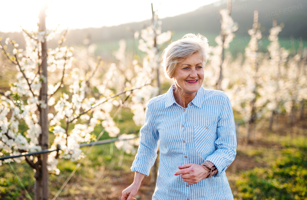 Front view of senior woman walking in orchard in spring. Copy space.