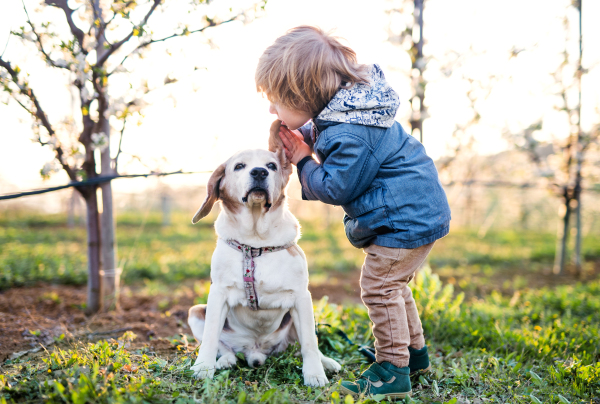 Small happy toddler boy standing in orchard in spring, playing with a dog.