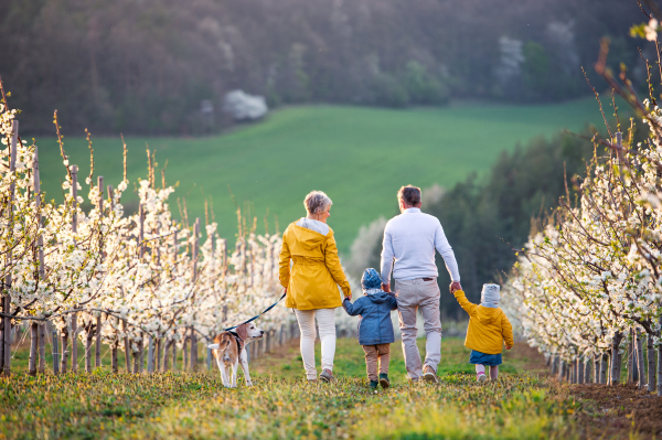 Rear view of senior grandparents with toddler grandchildren and dog walking in orchard in spring.