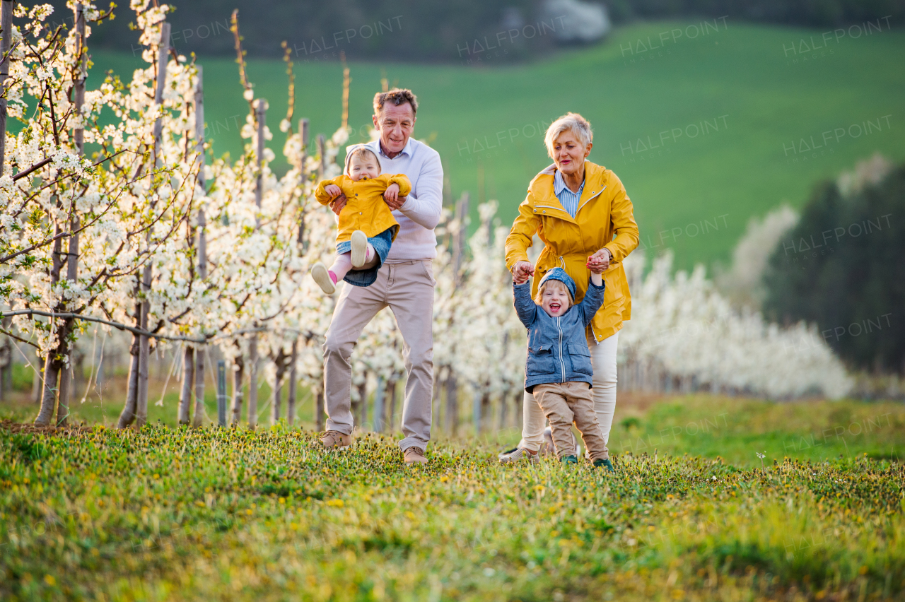 Front view of senior grandparents with toddler grandchildren walking in orchard in spring.