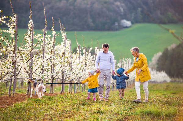 Front view of senior grandparents with toddler grandchildren and dog walking in orchard in spring.