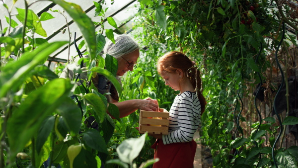 A grandmother with granddaughter picking peppers in garden together.