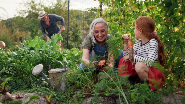 A grandmother and granddaughter in summer enjoy harvesting vegetables from home organic vegetable garden.