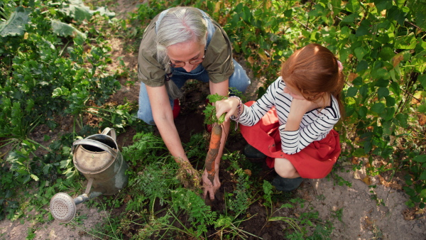 A grandmother and granddaughter in summer enjoy harvesting vegetables from home organic vegetable garden.