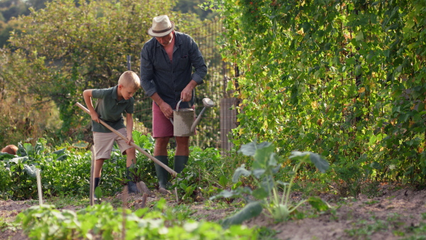 A grandfather with grandson working in garden together.