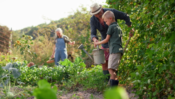 A grandfather with grandson working in garden together.