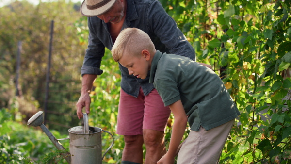 A grandfather with grandson working in garden together.