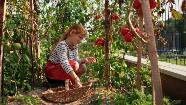 A little girl picking tomatoes in summer in garden.