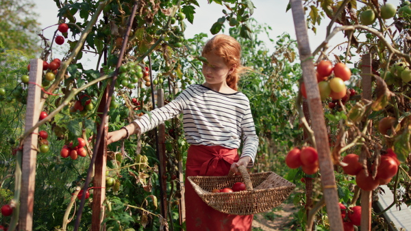 A little girl picking tomatoes in summer in garden.