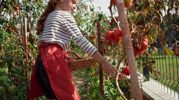 A little girl picking tomatoes in summer in garden.